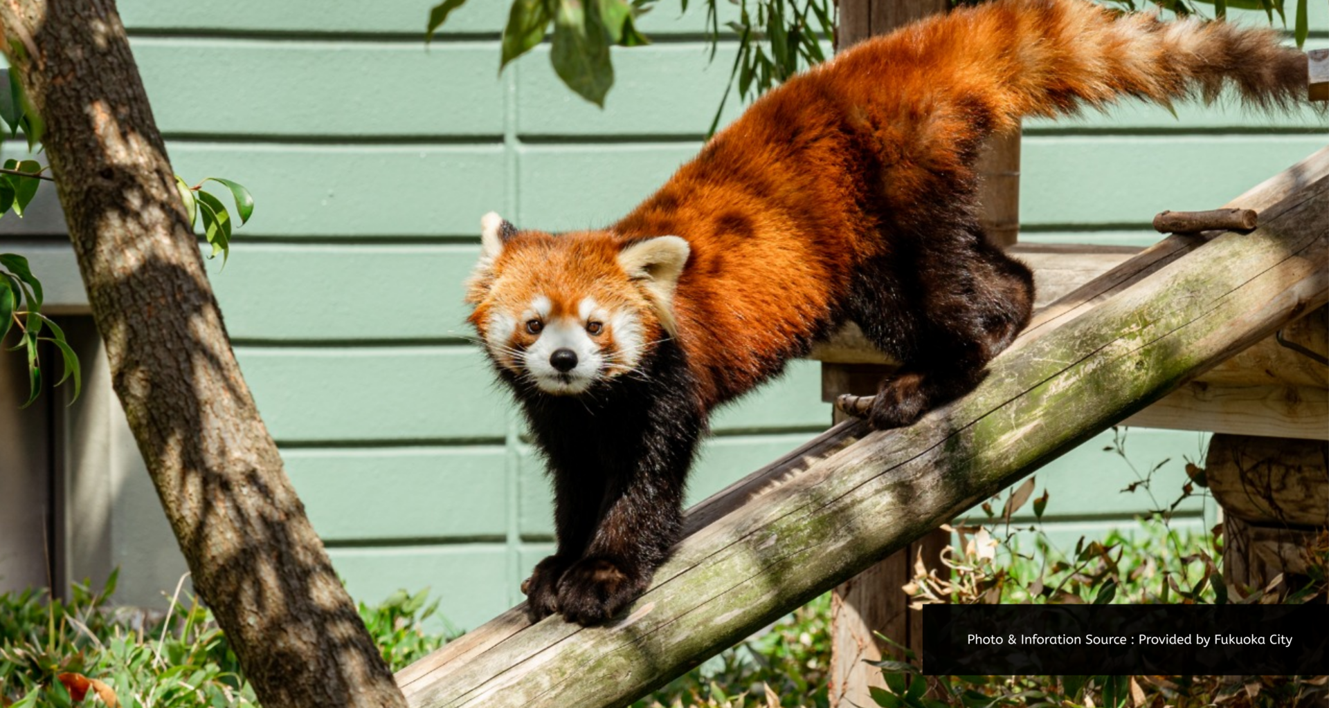 Fukuoka City Zoo